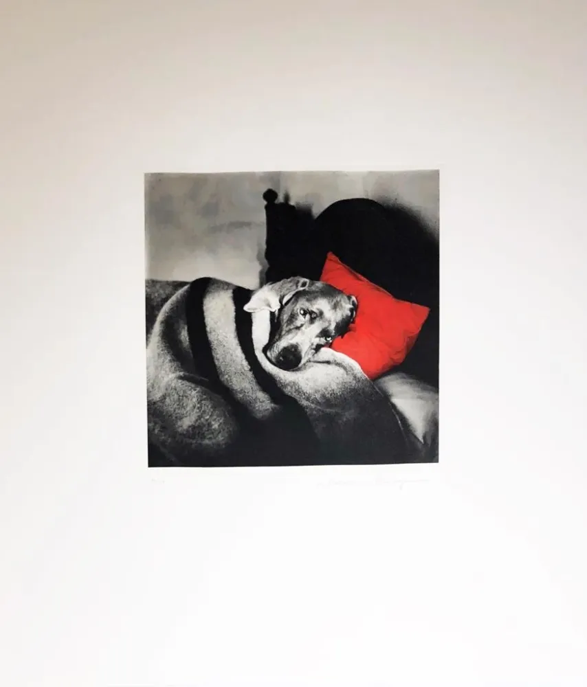 Gravura Wegman - Cinderella Sleeping