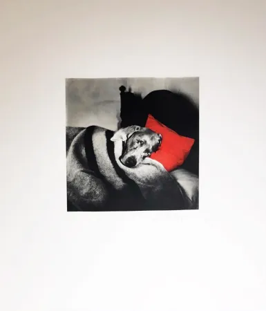 Gravura Wegman - Cinderella Sleeping