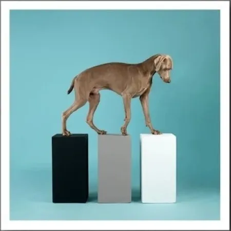 Fotografia Wegman - DOG 