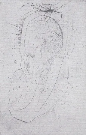 Livro Ilustrado Wols - Naturelles