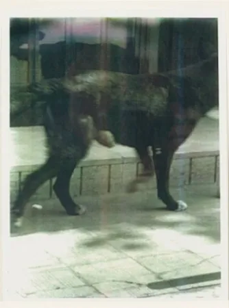 Múltiplo Wool - Untitled