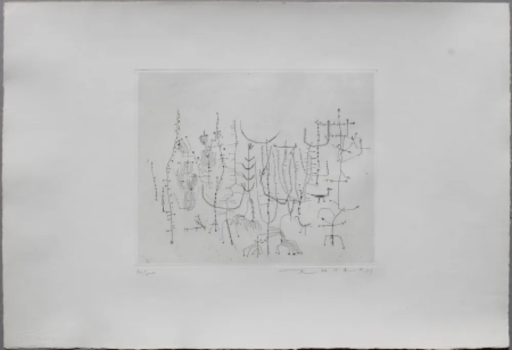 Ponta-Seca Zao - Arbrisseaux (Shrub)