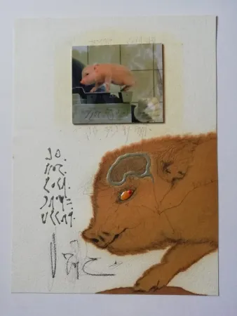 Sem Técnica Zush - Socjomo